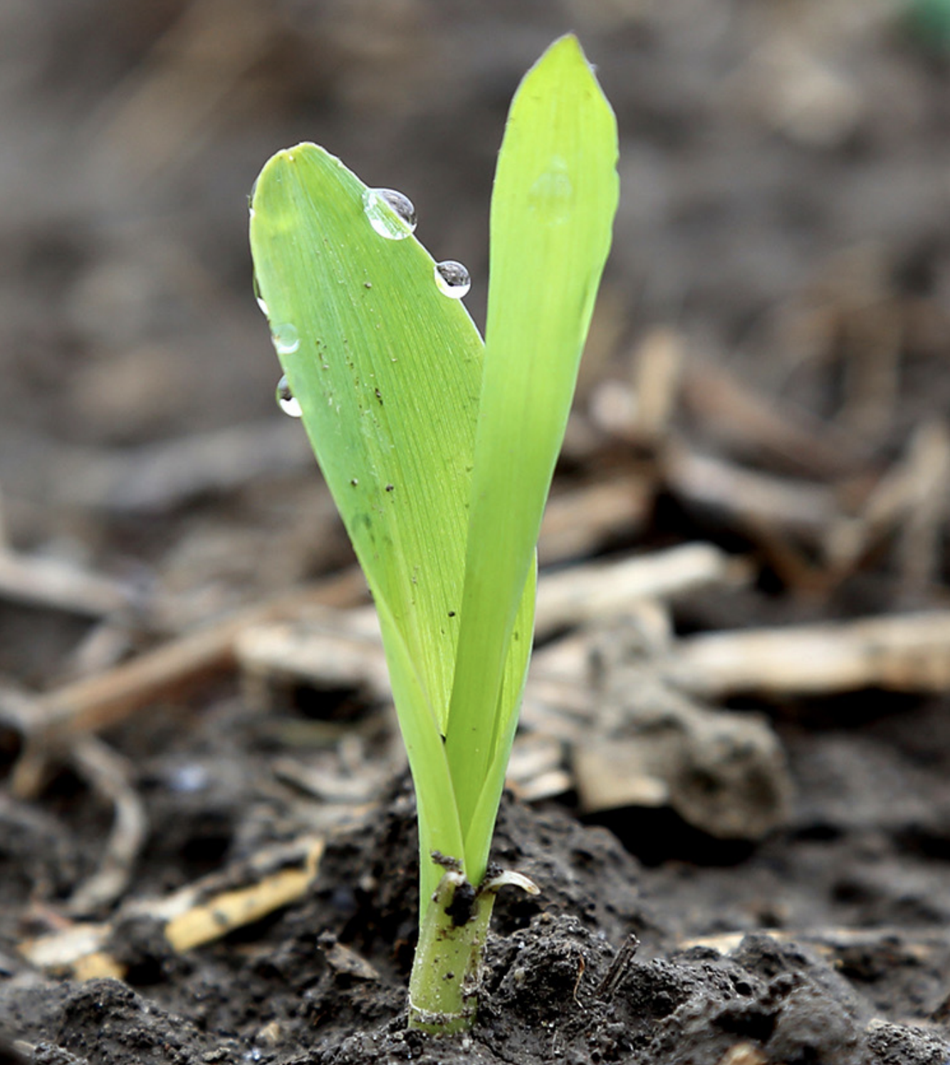 Macronutrients – Feeding Today’s High Yielding Hybrids